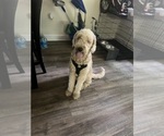 Small Photo #1 Goldendoodle Puppy For Sale in SEVERN, MD, USA