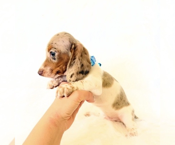 Medium Photo #11 Dachshund Puppy For Sale in DAVIS, CA, USA