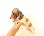 Small #10 Dachshund