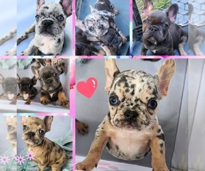 French Bulldog Puppy for sale in HOMESTEAD, FL, USA