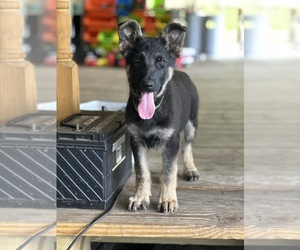German Shepherd Dog Litter for sale in FORT WHITE, FL, USA