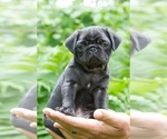 Small #1 Pug