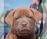 Small #5 American Bulldog-Chocolate Labrador retriever Mix