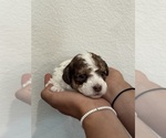 Small #6 Bernedoodle (Miniature)