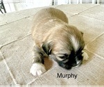 Puppy Murphy Lhasa Apso