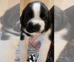 Small #1 Cane Corso-Saint Bernard Mix