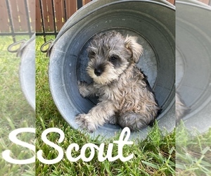 Schnauzer (Miniature) Puppy for Sale in WHITE HOUSE, Tennessee USA