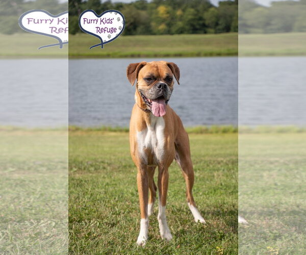 Medium Photo #3 Boxer Puppy For Sale in Lee's Summit, MO, USA