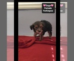Sage - Female Yorkipoo Puppy for Sale - Photo #3