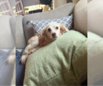 Opal - Female Cockerhuahua Dog for Adoption - Small photo