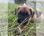 Small Mutt