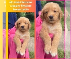 Medium Golden Retriever