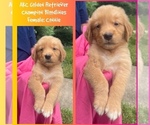 Puppy Connie Golden Retriever