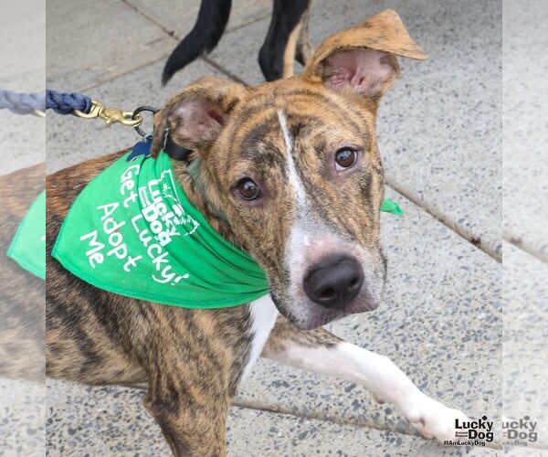 Medium Photo #5 Plott Hound-Unknown Mix Puppy For Sale in Washington, DC, USA