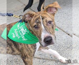 Flarry - Male Plott Hound-Unknown Mix Dog for Adoption - Photo #5