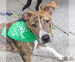 Small Photo #5 Plott Hound-Unknown Mix Puppy For Sale in Washington, DC, USA