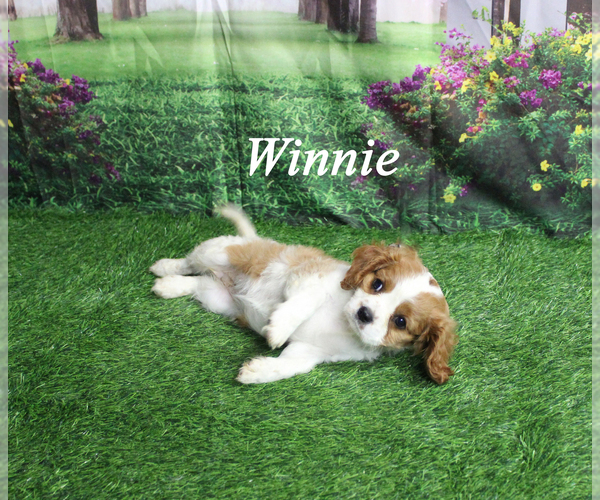 Medium Photo #21 Cavalier King Charles Spaniel Puppy For Sale in CHANUTE, KS, USA