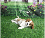 Small #20 Cavalier King Charles Spaniel