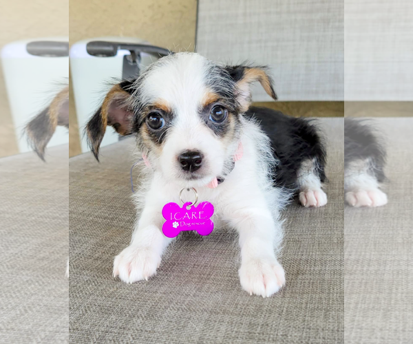 Medium Photo #2 Rat-Cha Puppy For Sale in Corona, CA, USA