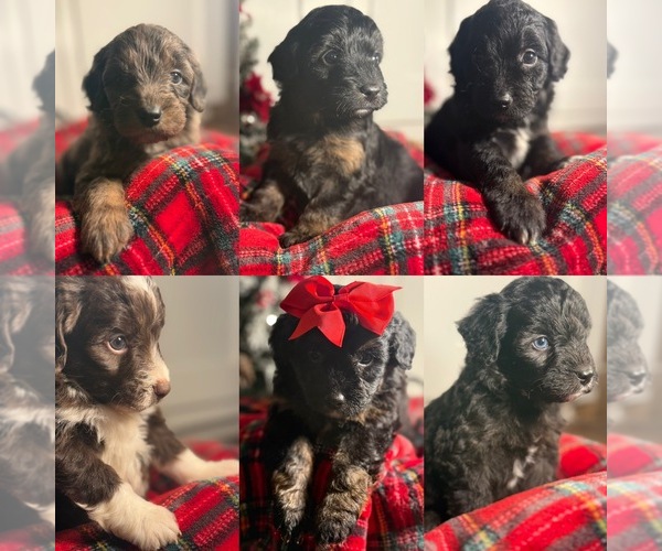 Medium Photo #1 Aussiedoodle Miniature  Puppy For Sale in MENIFEE, CA, USA
