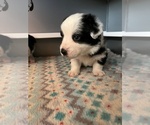 Puppy Yellow Cardigan Welsh Corgi