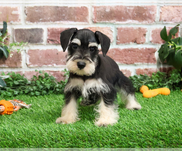 Medium Photo #11 Schnauzer (Miniature) Puppy For Sale in SYRACUSE, IN, USA