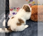 Small Photo #1 Shih Tzu Puppy For Sale in SILEX, MO, USA