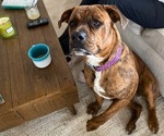 Small Photo #1 American Mastiff-Boston Terrier Mix Puppy For Sale in BAKERSFIELD, CA, USA
