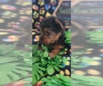 Small Photo #10 Yorkshire Terrier Puppy For Sale in AKRON, OH, USA
