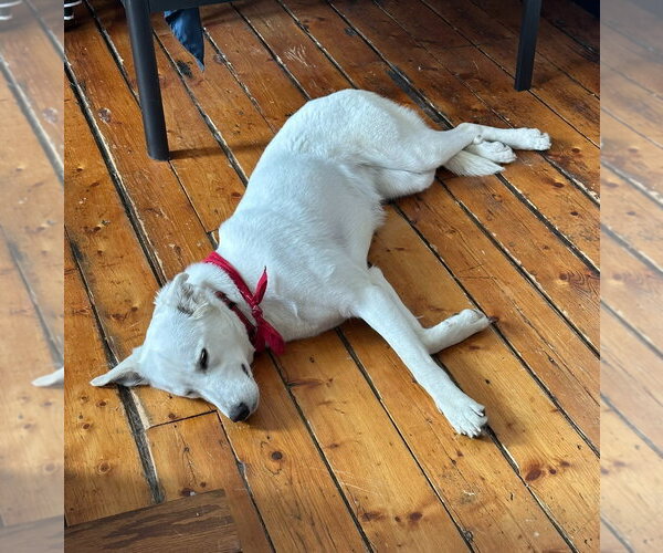 Medium Photo #4 Great Pyrenees-Unknown Mix Puppy For Sale in Croydon, NH, USA