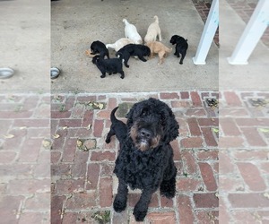 Mother of the Goldendoodle puppies born on 07/10/2025