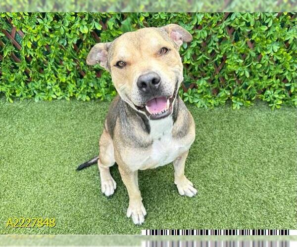 Medium Photo #2  Puppy For Sale in , 