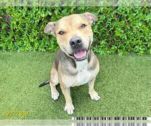 American Pit Bull Terrier-Unknown Mix Dogs for adoption in West Palm Beach, FL, USA