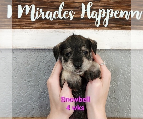 Medium Photo #4 Schnauzer (Miniature) Puppy For Sale in KOKOMO, IN, USA