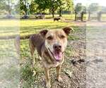Hoss - Male Mutt Dog for Adoption - Small photo