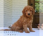 Small #1 Goldendoodle (Miniature)