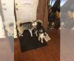 Small Photo #17 Siberian Husky Puppy For Sale in BELLEVIEW, MO, USA
