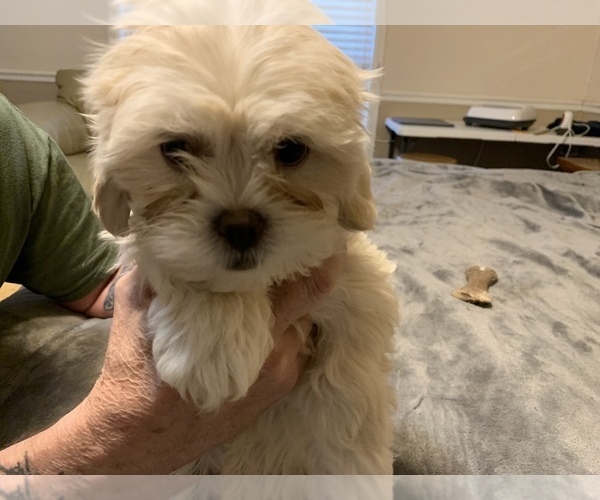 Medium Photo #5 ShihPoo Puppy For Sale in WETUMPKA, AL, USA