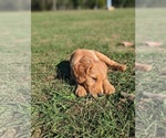Small Photo #2 Goldendoodle Puppy For Sale in TALLAHASSEE, FL, USA