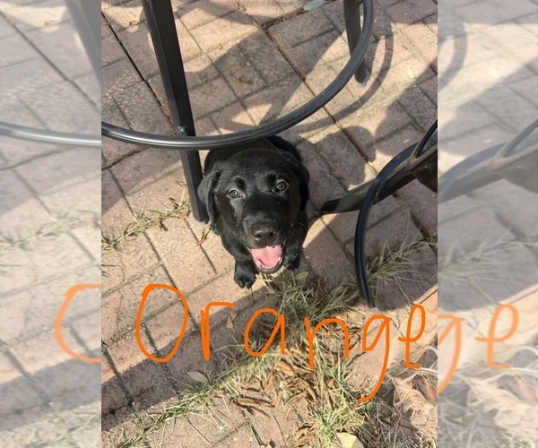 Medium Photo #1 Labrador Retriever Puppy For Sale in KELLER, TX, USA