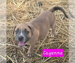 Small #3 Catahoula Leopard Dog Mix