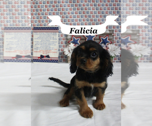 Cavalier King Charles Spaniel Puppy for sale in CHANUTE, KS, USA