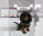 Small Cavalier King Charles Spaniel