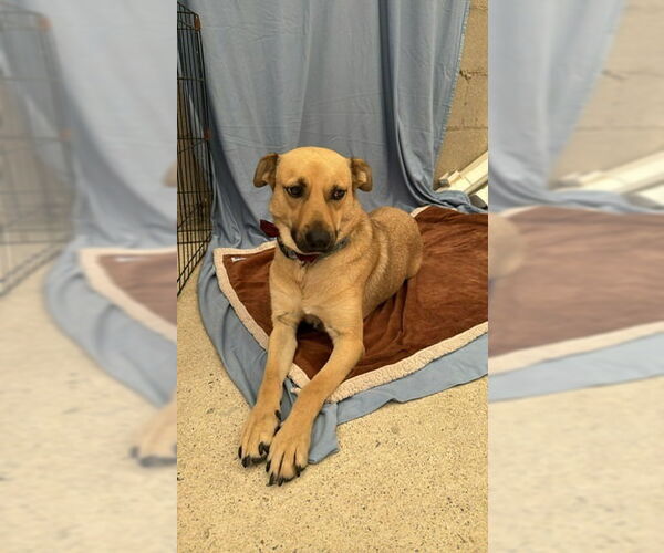 Medium Photo #8 Labrador Retriever-Unknown Mix Puppy For Sale in Lake Forest, CA, USA