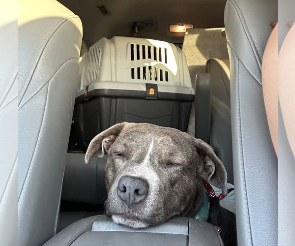Medium Photo #6 American Pit Bull Terrier Puppy For Sale in Berkeley, CA, USA