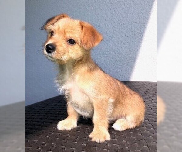 Medium Photo #1 Morkie Puppy For Sale in PUNTA GORDA, FL, USA