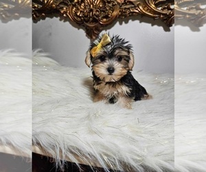 Yorkshire Terrier Puppy for sale in INDIANAPOLIS, IN, USA