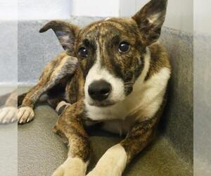 Mutt Dogs for adoption in San Antonio, TX, USA