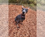 Small Photo #6 Doberman Pinscher Puppy For Sale in DAMASCUS, OR, USA