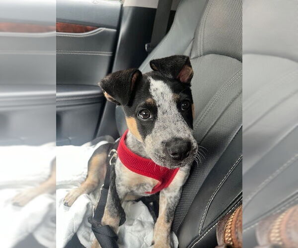 Medium Photo #4 Mutt Puppy For Sale in Garden City, NY, USA